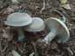 Szürke tölcsérgomba (Clitocybe nebularis), Somogy